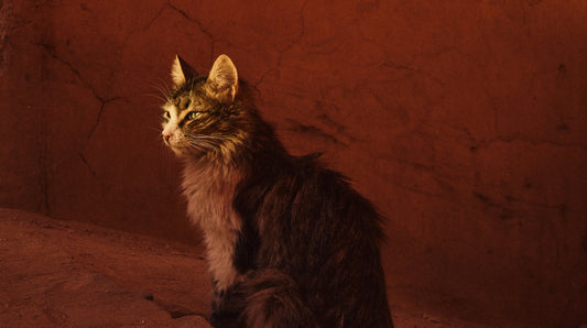The Cats of the Medina: Quiet Companions of the Souk